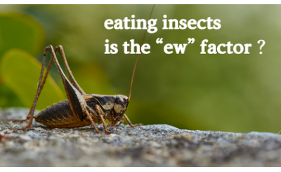 Eating bugs is no more "ew" matter. The Trends and benefits of Eating Insects (Bugs)
