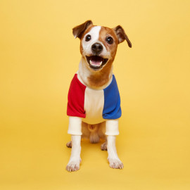 [FLOT] Combi Sweatshirt, Yellow red blue, Dog Clothes _ Dog Shirts, Pet T-Shirts _ Made in KOREA